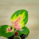 aglaonema-china-red-baby
