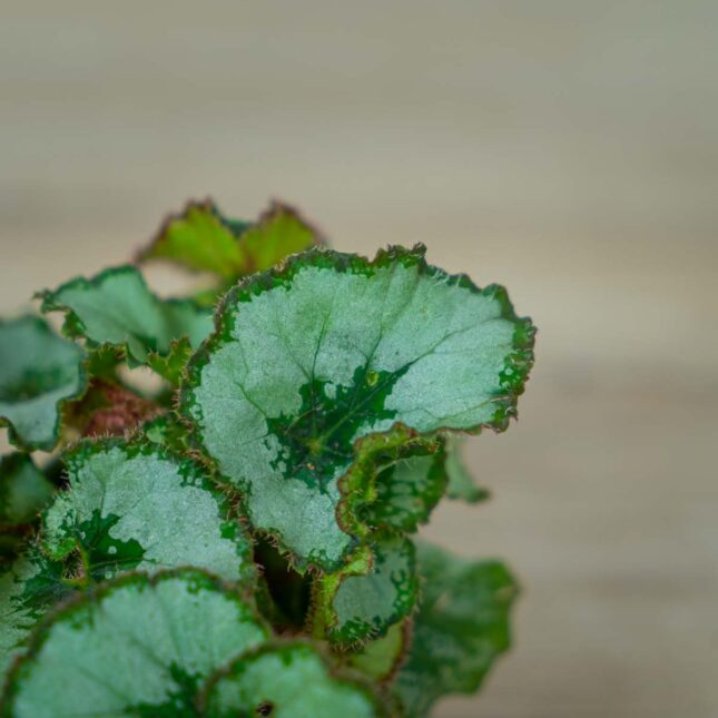 begonia-rex-escargot-baby (2) begonia-rex-escargot-baby