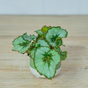 begonia-rex-escargot-baby