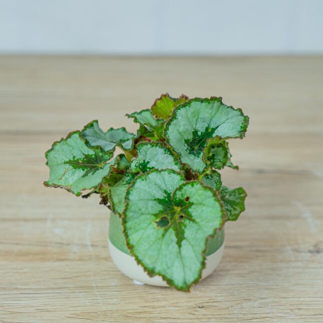 begonia-rex-escargot-baby