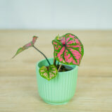 caladium-purple-baby