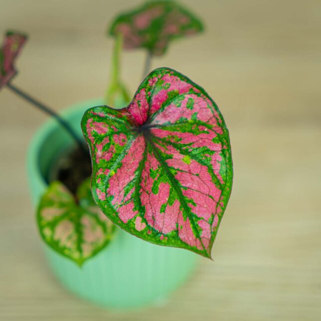 caladium-purple-baby (2) caladium-purple-baby