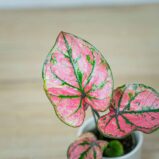 caladium-purple-baby