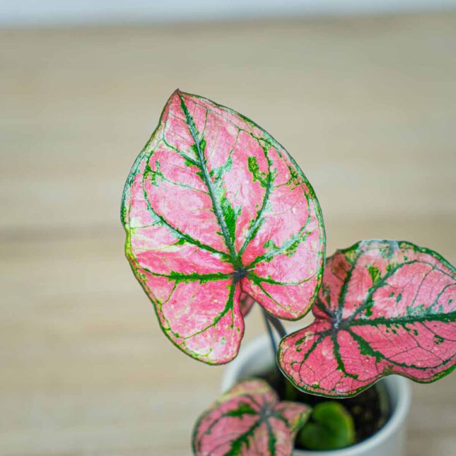 caladium-purple-baby (2) caladium-purple-baby