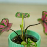 caladium-purple-baby