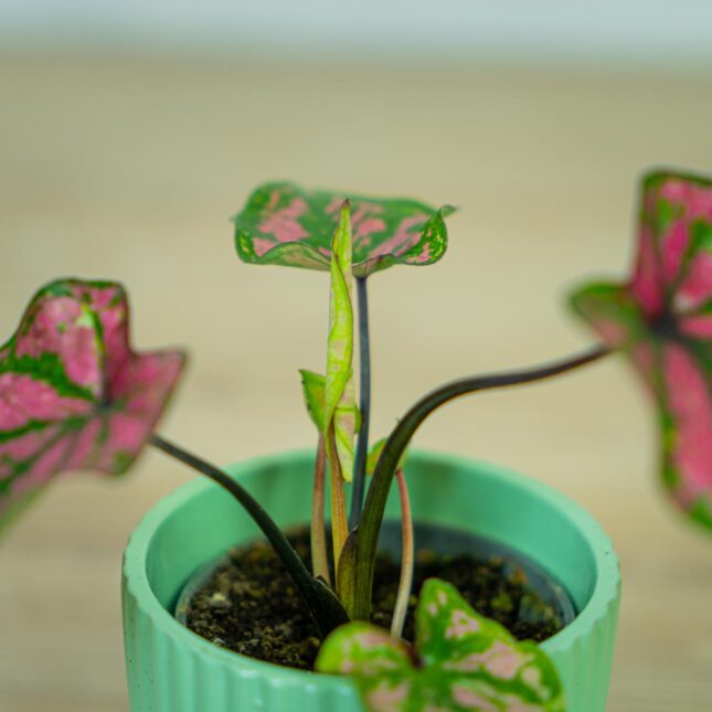 caladium-purple-baby (4) caladium-purple-baby