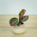 calathea-roseopicta-illustris-baby