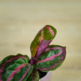 calathea-roseopicta-illustris-baby
