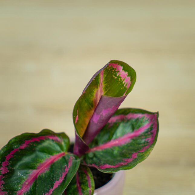calathea-roseopicta-illustris-baby (2) calathea-roseopicta-illustris-baby