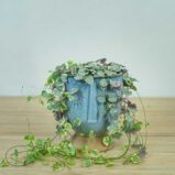 ceropegia-woodii-variegata