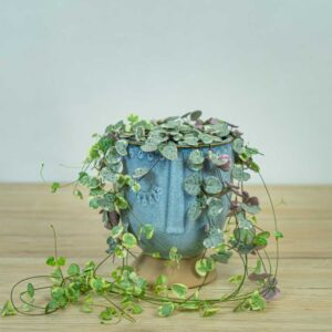 ceropegia-woodii-variegata
