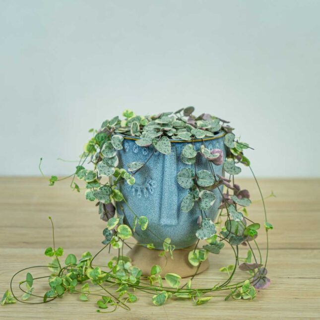 ceropegia-woodii-variegata ceropegia-woodii-variegata