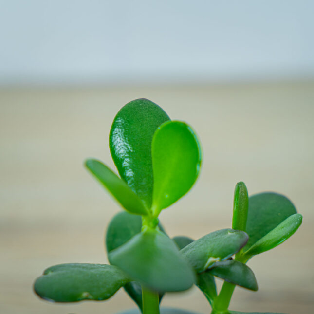 crassula-ovata-minor-drzewo-szczescia-baby-grubosz (2) crassula-ovata-minor-drzewo-szczescia-baby-grubosz
