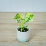 epipremnum-snow-queen-baby