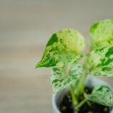 epipremnum-snow-queen-baby