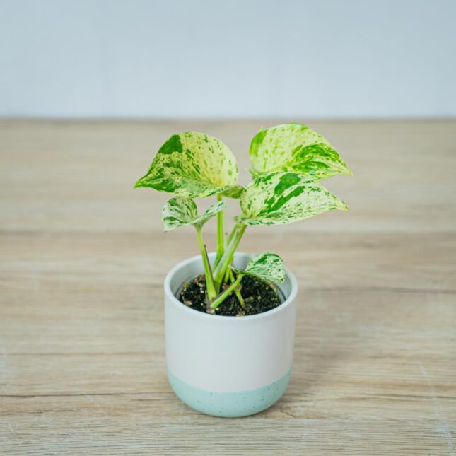 epipremnum-snow-queen-baby epipremnum-snow-queen-baby