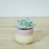 eszeweria-lilacina-baby-echeveria