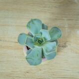eszeweria-lilacina-baby-echeveria