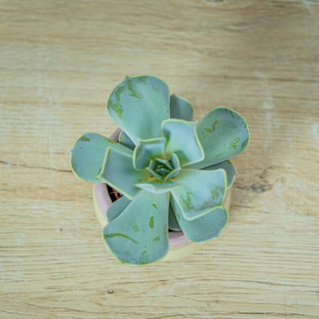 eszeweria-lilacina-baby-echeveria (2) eszeweria-lilacina-baby-echeveria