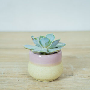 eszeweria-lilacina-baby-echeveria