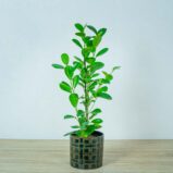 fikus-microcarpa-moclame-ficus