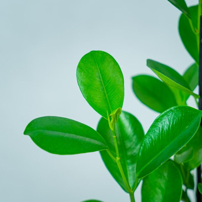 fikus-microcarpa-moclame-ficus (2) fikus-microcarpa-moclame-ficus
