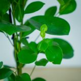 fikus-microcarpa-moclame-ficus