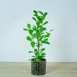 fikus-microcarpa-moclame-ficus