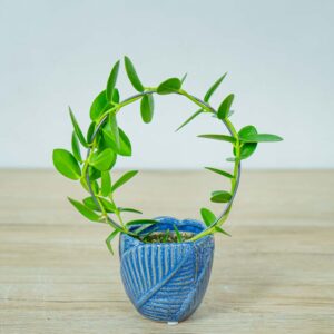 hoya-cumingiana