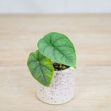 alokazja-melo-baby-alocasia