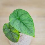 alokazja-melo-baby-alocasia