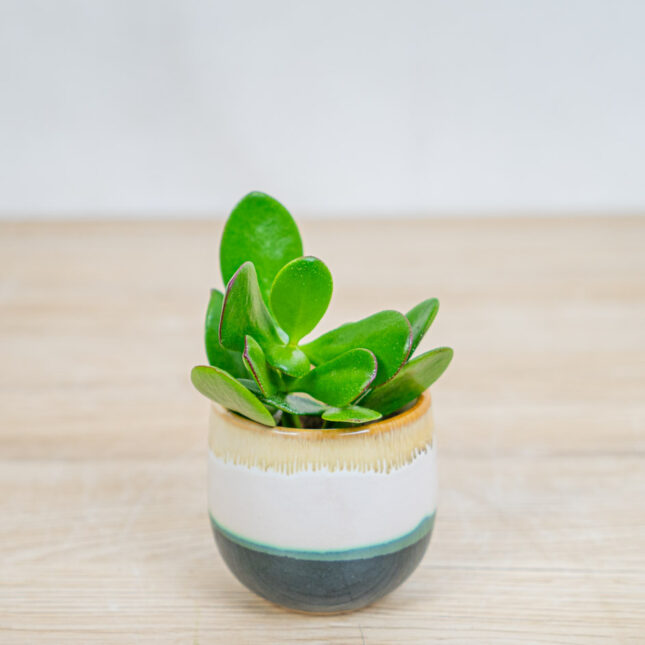 Mała Szklarnia crassula-ovata-minor-drzewo-szczescia-baby-grubosz