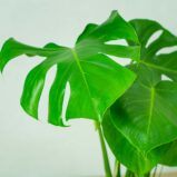 monstera-deliciosa