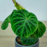 philodendron-verrucosum