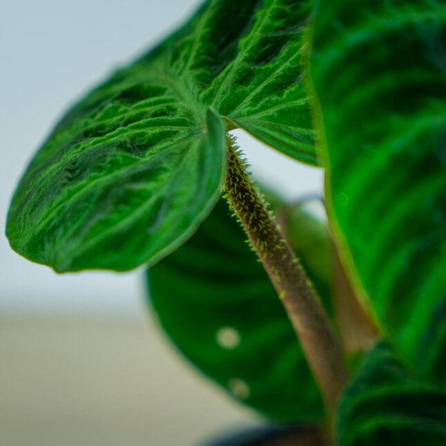 philodendron-verrucosum (3) philodendron-verrucosum