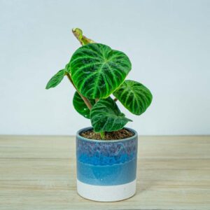 philodendron-verrucosum
