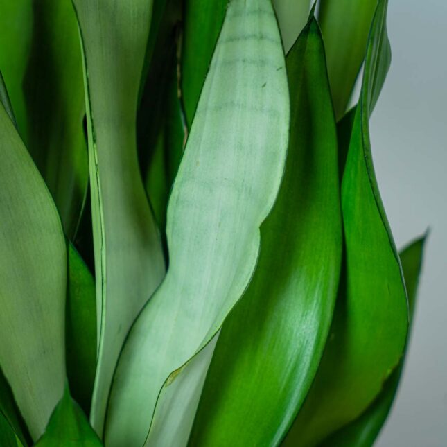 sansevieria-moonshine (2) sansevieria-moonshine