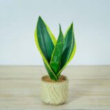 sansevieria-trifasciata-black-gold