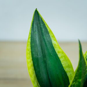 sansevieria-trifasciata-black-gold