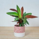 stromanthe-sanguinea