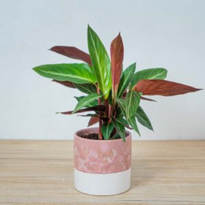 stromanthe-sanguinea