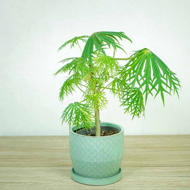 jatrofa-krzew-koralowy-jatropha-multifida jatrofa-krzew-koralowy-jatropha-multifida