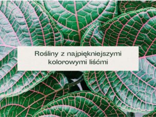 Zielone liście z różowymi nerwami.