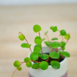 peperomia-pepperspot-baby