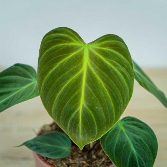 philodendron-el-choco-red philodendron-el-choco-red