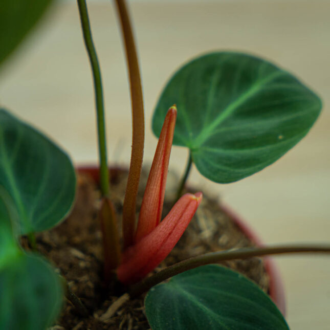 philodendron-el-choco-red philodendron-el-choco-red