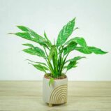 skrzydlokwiat-variegata-spathiphyllum