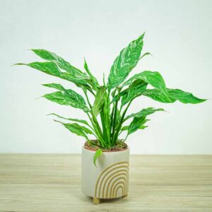 skrzydlokwiat-variegata-spathiphyllum