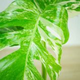 monstera-deliciosa-variegata