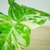 monstera-deliciosa-variegata
